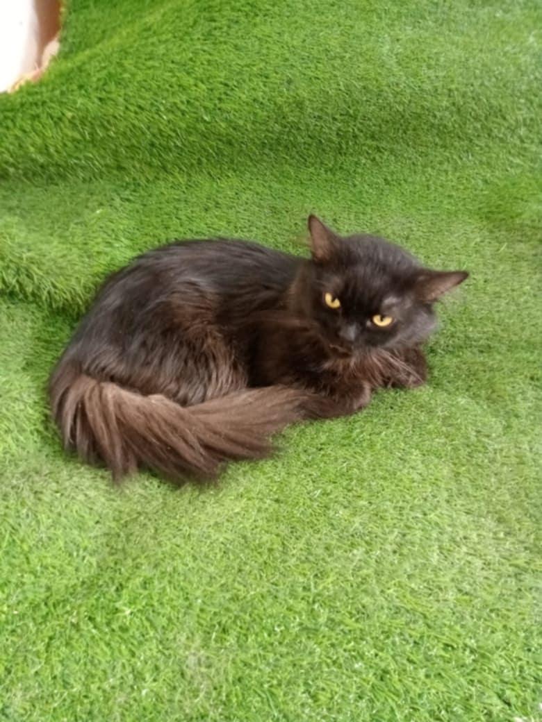 Ziggy, a Adopted Persian in Mississauga, ON image 2/6