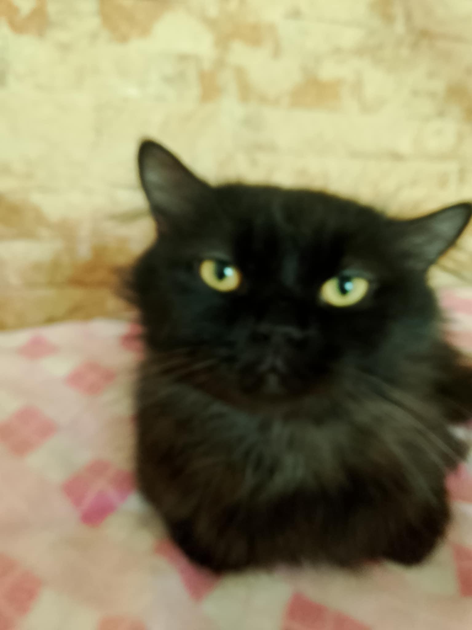 Ziggy, a Adopted Persian in Mississauga, ON image 4/6