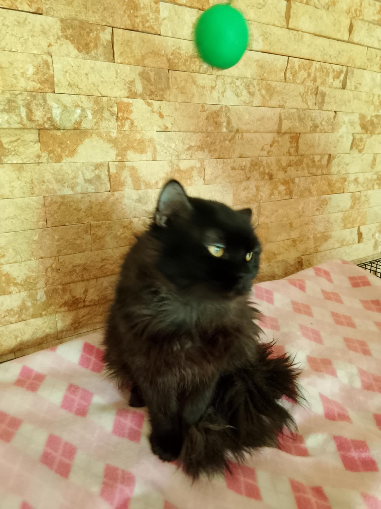 Ziggy, a Adopted Persian in Mississauga, ON image 5/6