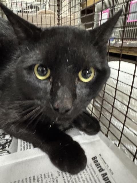 SEGER, Adoptable, Young Male Domestic Short Hair.