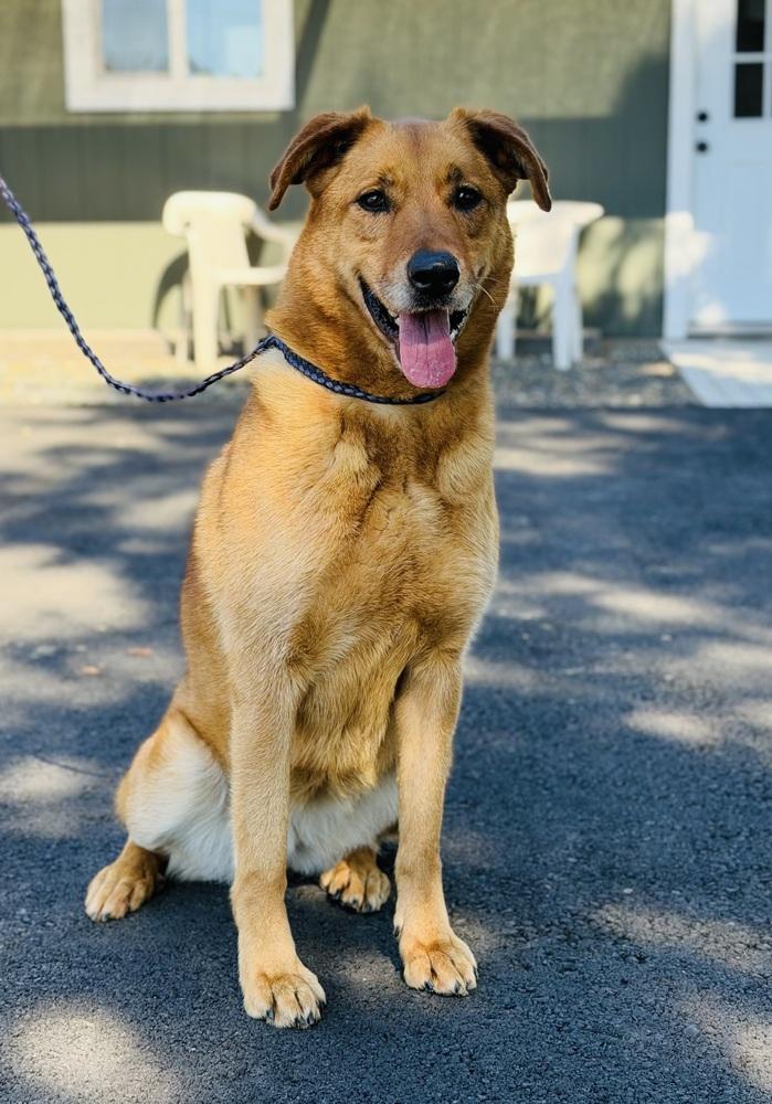 Zorra, a Adoptable mixed breed in Pleasant Hill, CA image 1/5