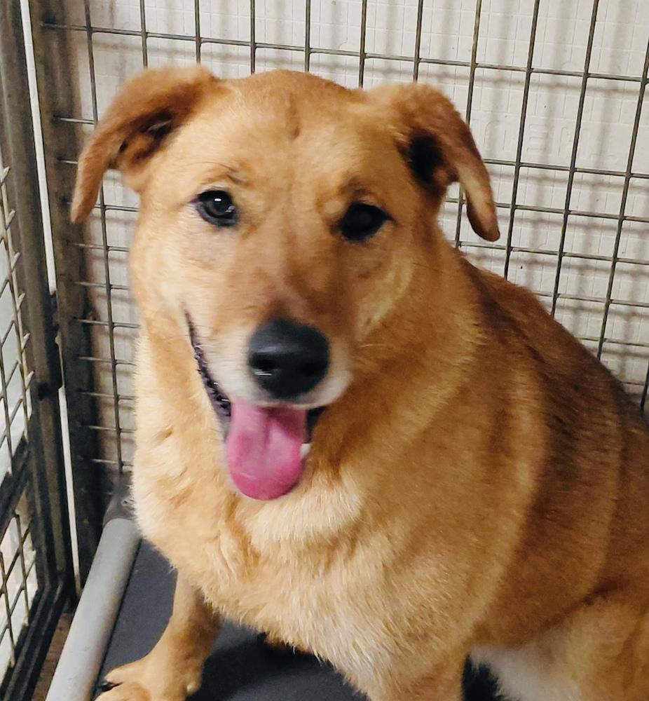 Zorra, a Adoptable mixed breed in Pleasant Hill, CA image 2/5