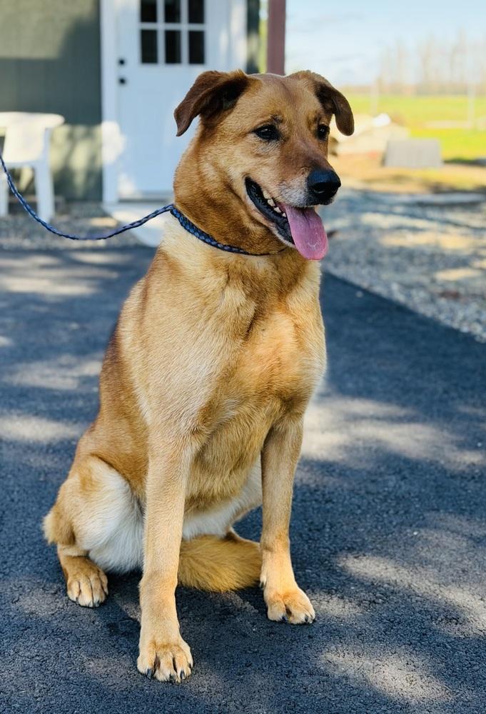 Zorra, a Adoptable mixed breed in Pleasant Hill, CA image 3/5