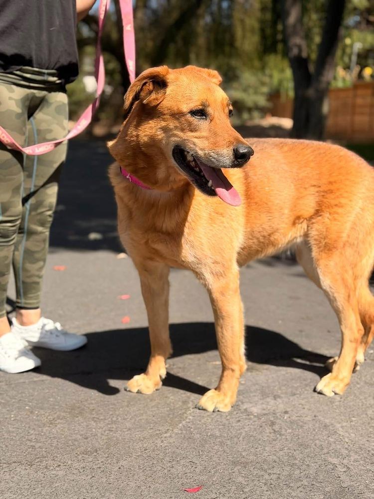 Enlarge Zorra, a Adoptable mixed breed in Pleasant Hill, CA image 4/6