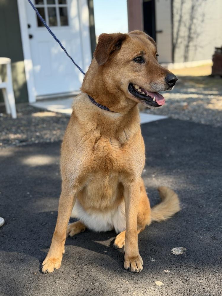 Zorra, a Adoptable mixed breed in Pleasant Hill, CA image 4/5