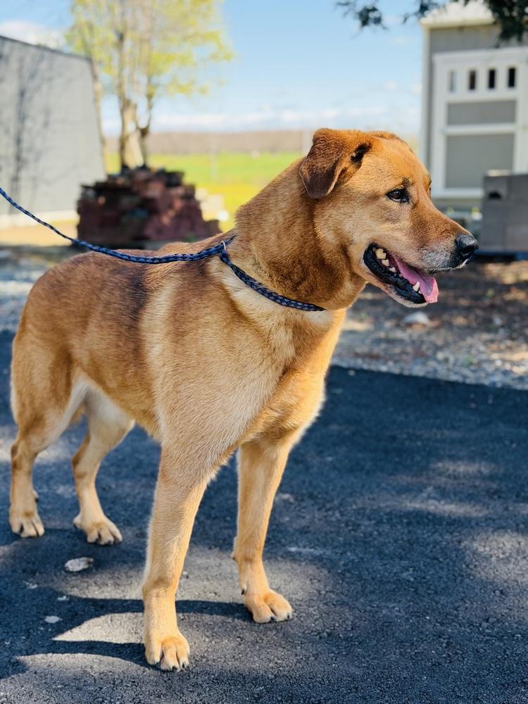 Zorra, a Adoptable mixed breed in Pleasant Hill, CA image 5/5