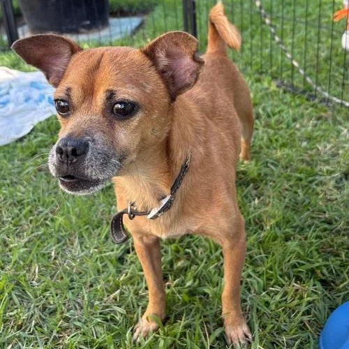 Chavo — thumbnail 2