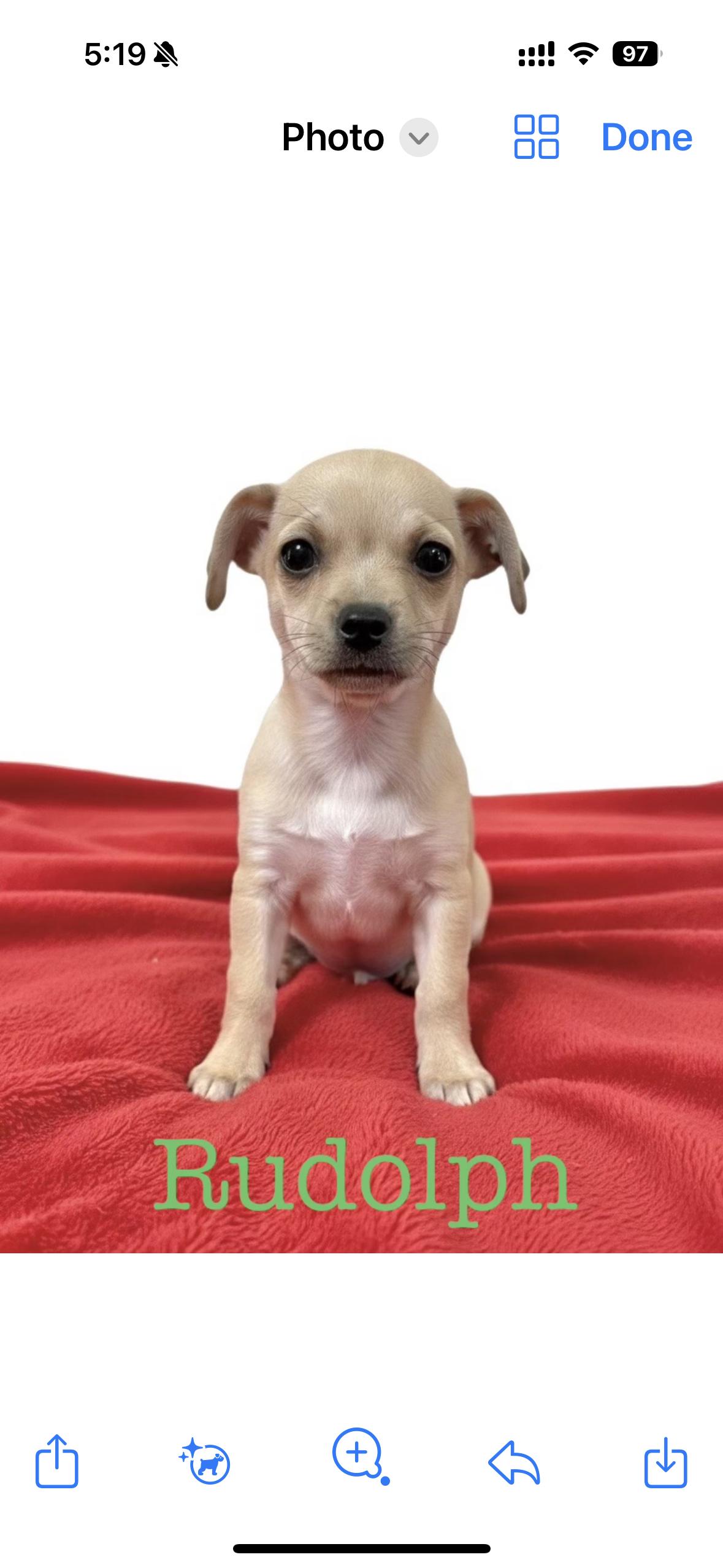 Rudolph, Adoptable, Puppy Male Labrador Retriever.