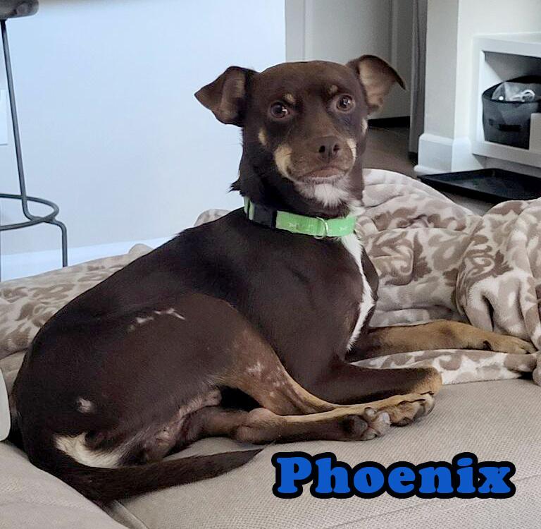 Phoenix