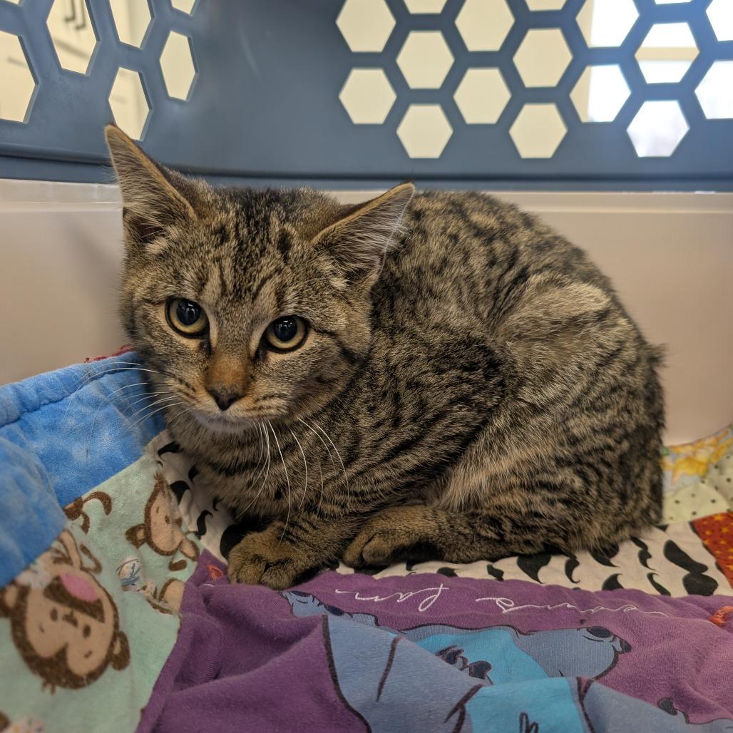 Wasabi, Adoptable, Kitten Female Domestic Short Hair.