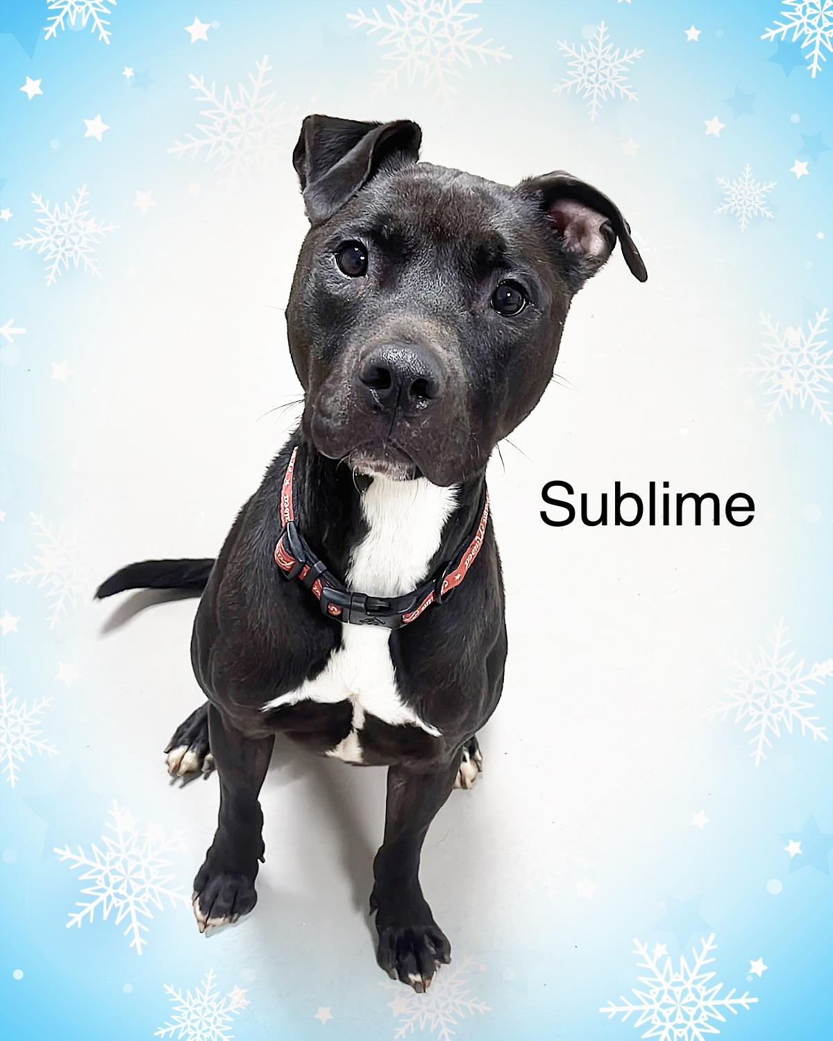 Enlarge Sublime ADOPTED, a Adoptable Pit Bull Terrier in Canton, OH image 1/5