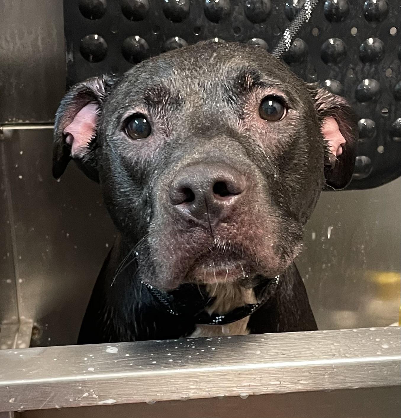 Sublime AVAILABLE, a Adoptable Pit Bull Terrier in Canton, OH image 4/5