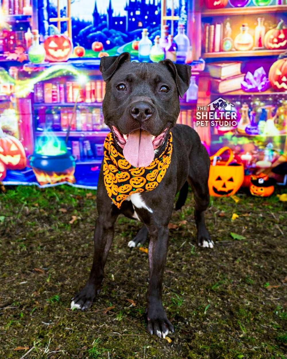 Sublime AVAILABLE, a Adoptable Pit Bull Terrier in Canton, OH image 1/5