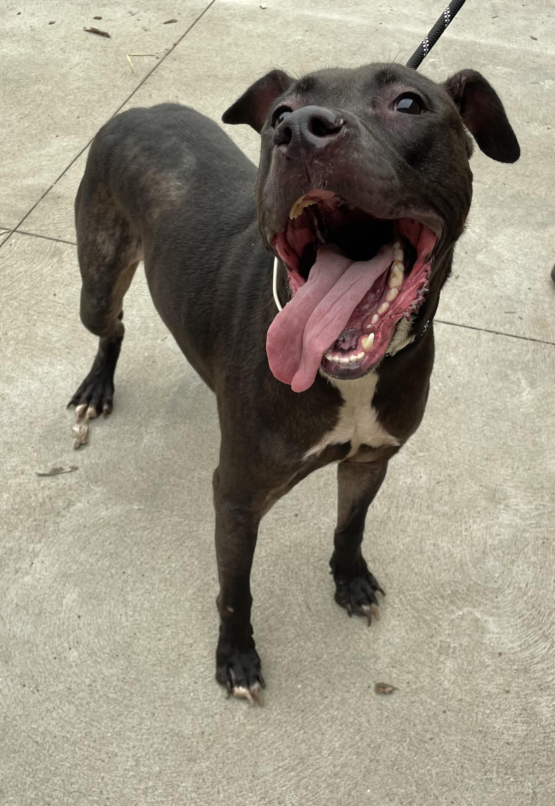 Sublime AVAILABLE, a Adoptable Pit Bull Terrier in Canton, OH image 3/5