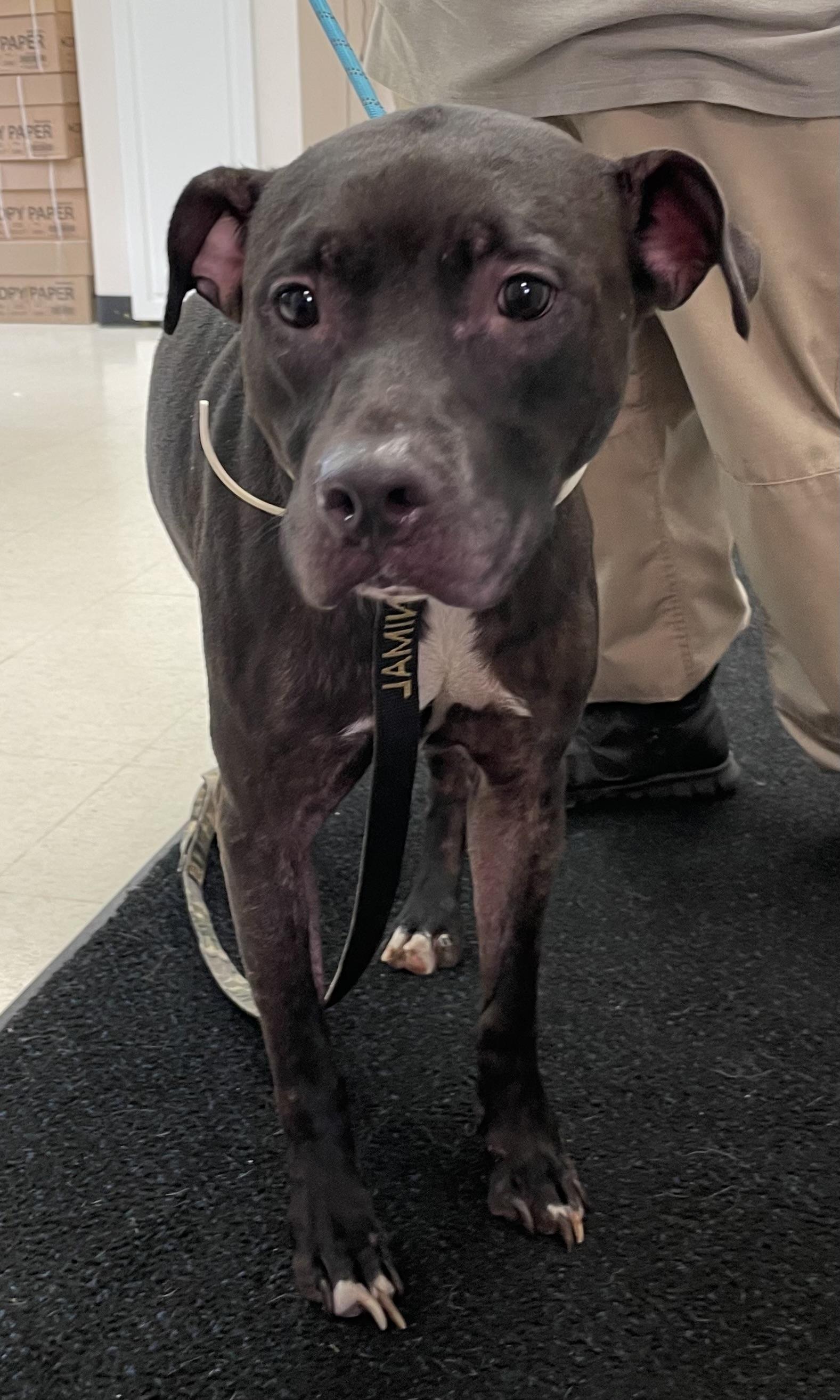 Sublime AVAILABLE, a Adoptable Pit Bull Terrier in Canton, OH image 5/5