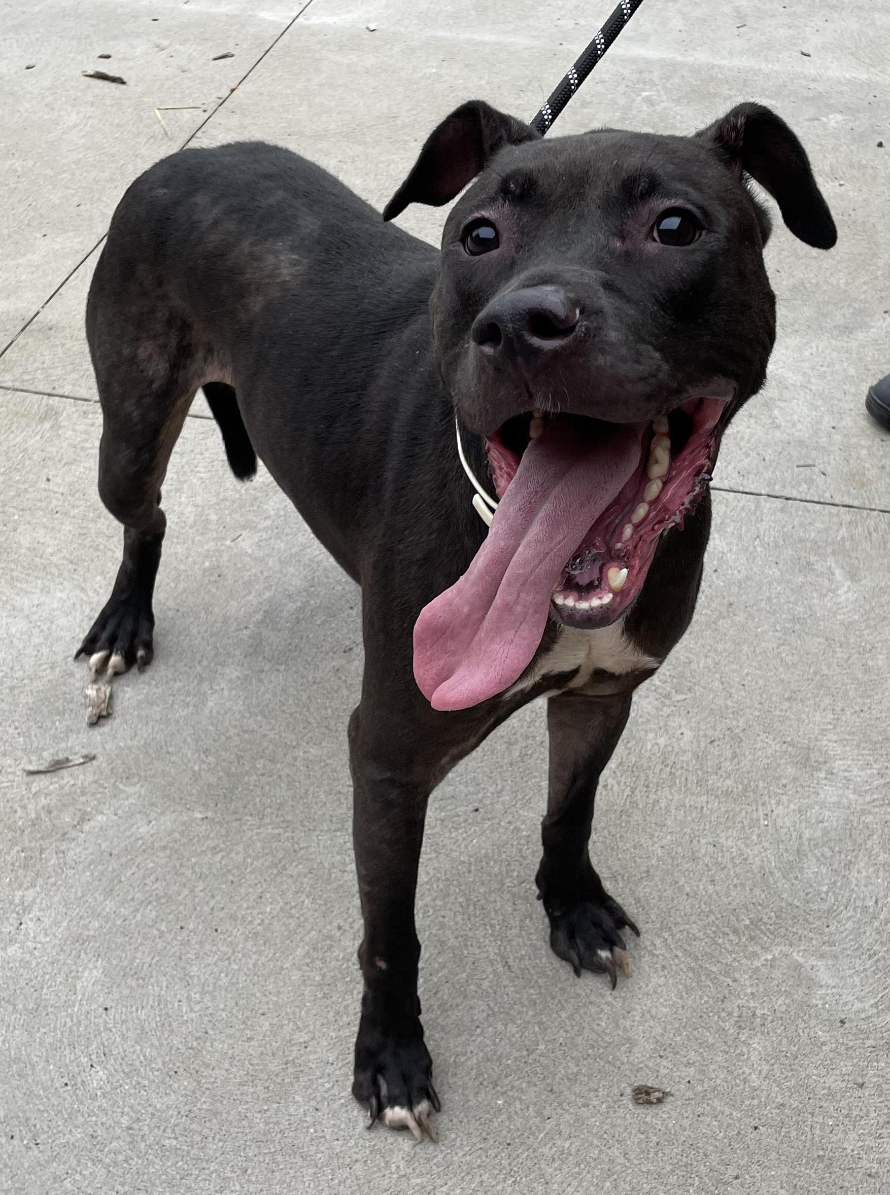 Sublime AVAILABLE, Adoptable, Young Male Pit Bull Terrier.