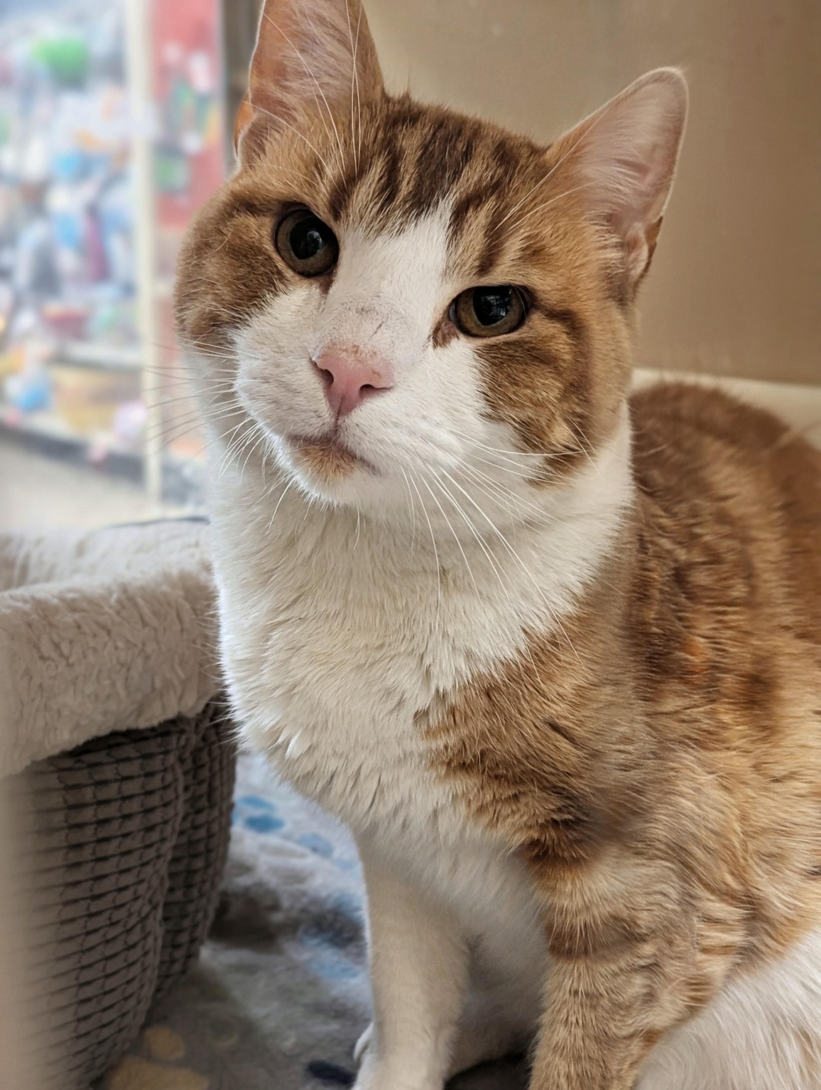 Nacho, a ADOPTABLE Domestic Short Hair in PHILADELPHIA, PA image 1/3
