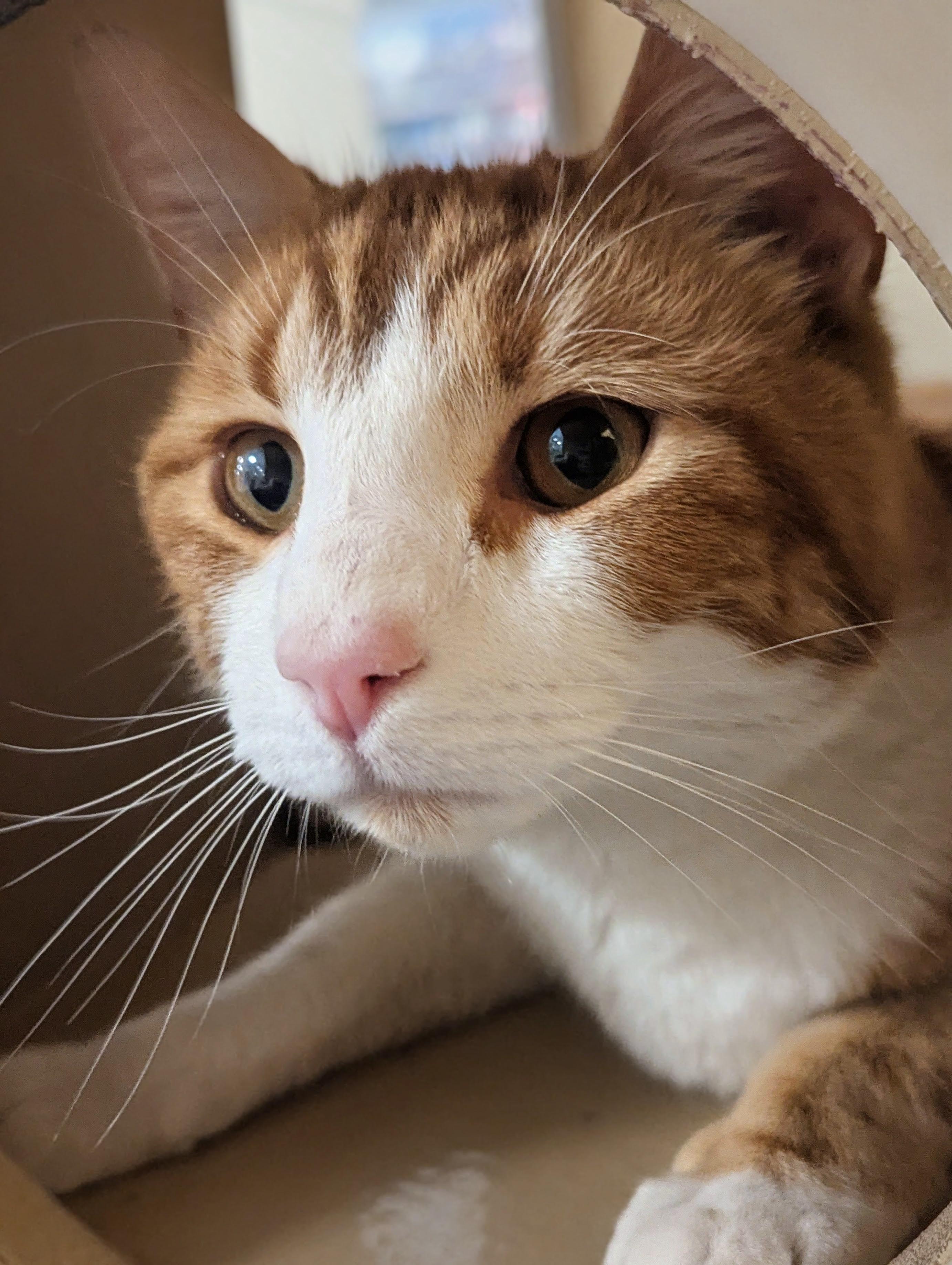 Nacho, a ADOPTABLE Domestic Short Hair in PHILADELPHIA, PA image 2/3