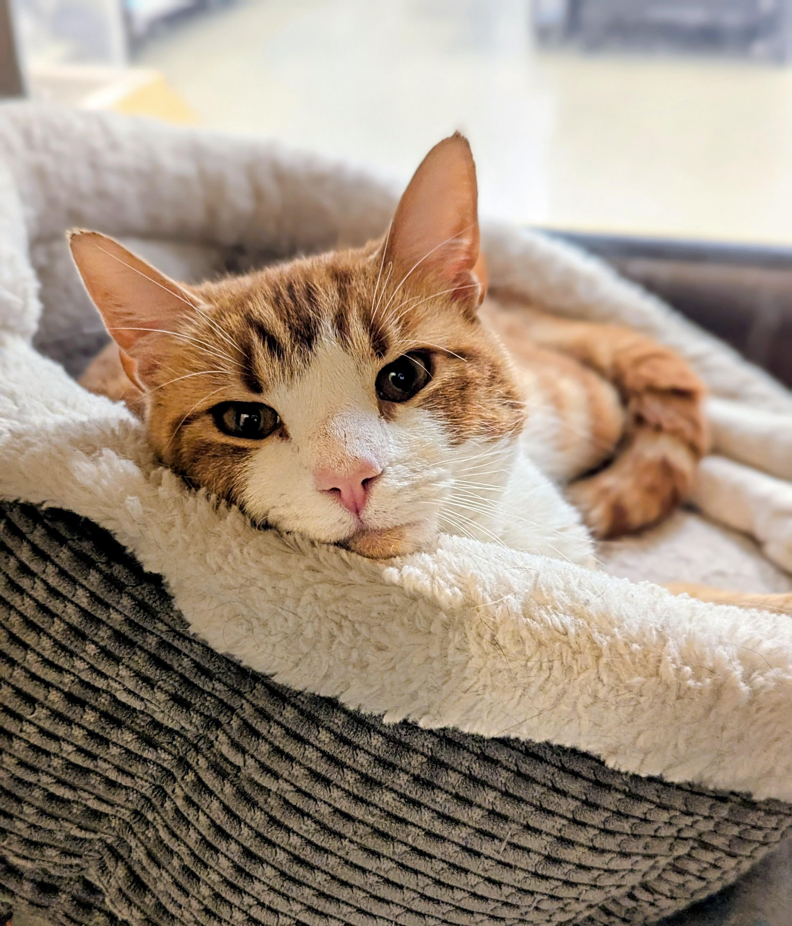 Nacho, a ADOPTABLE Domestic Short Hair in PHILADELPHIA, PA image 3/3