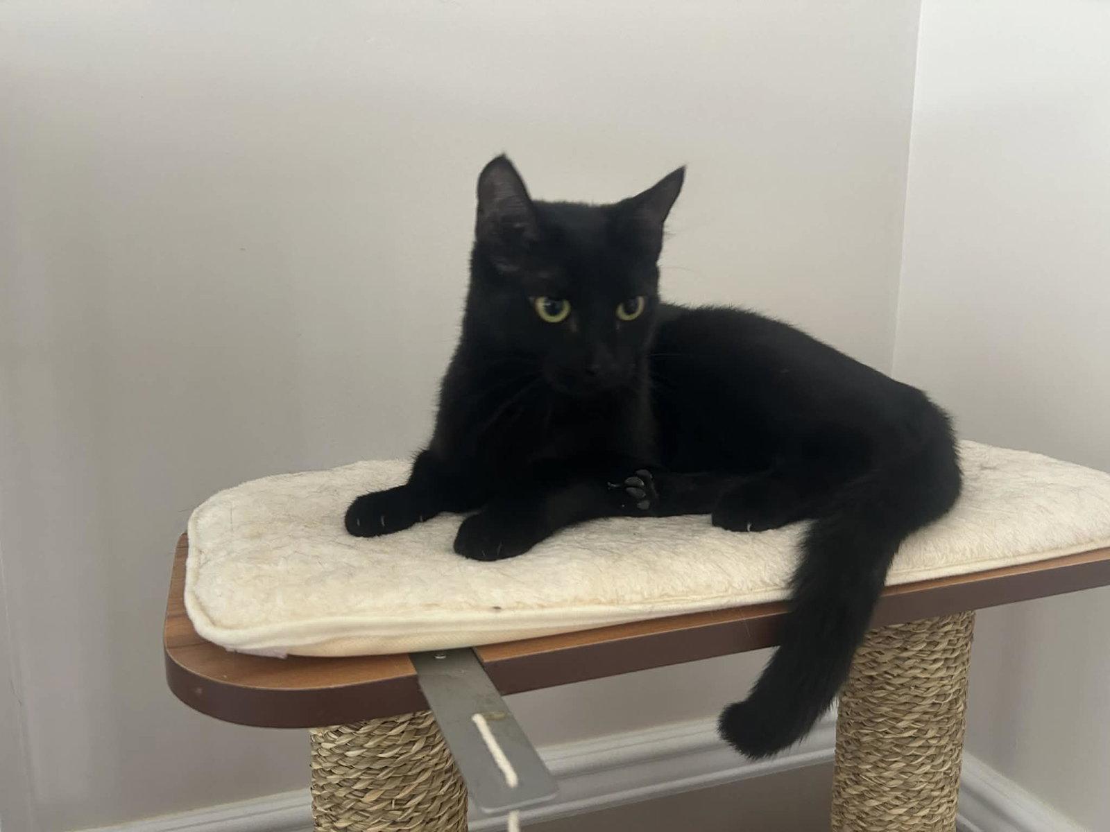 Raven, Adoptable, Young Female Domestic Short Hair.