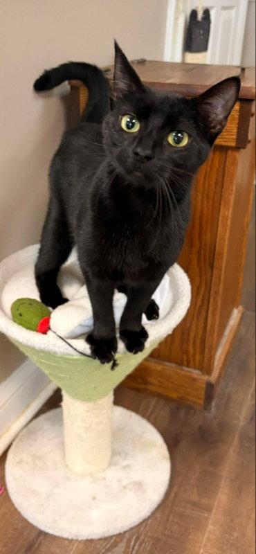 Raven, a Adoptable Domestic Short Hair in Gettysburg, PA image 2/3