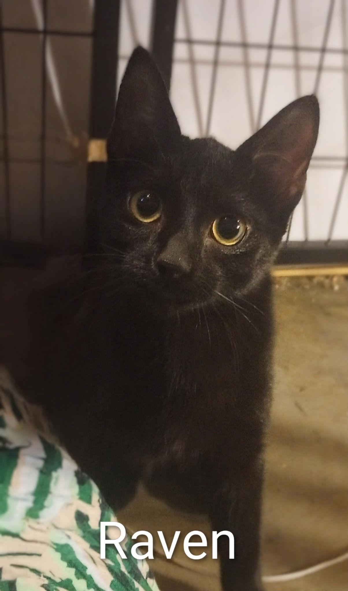 Raven, Adoptable, Young Female Domestic Short Hair.