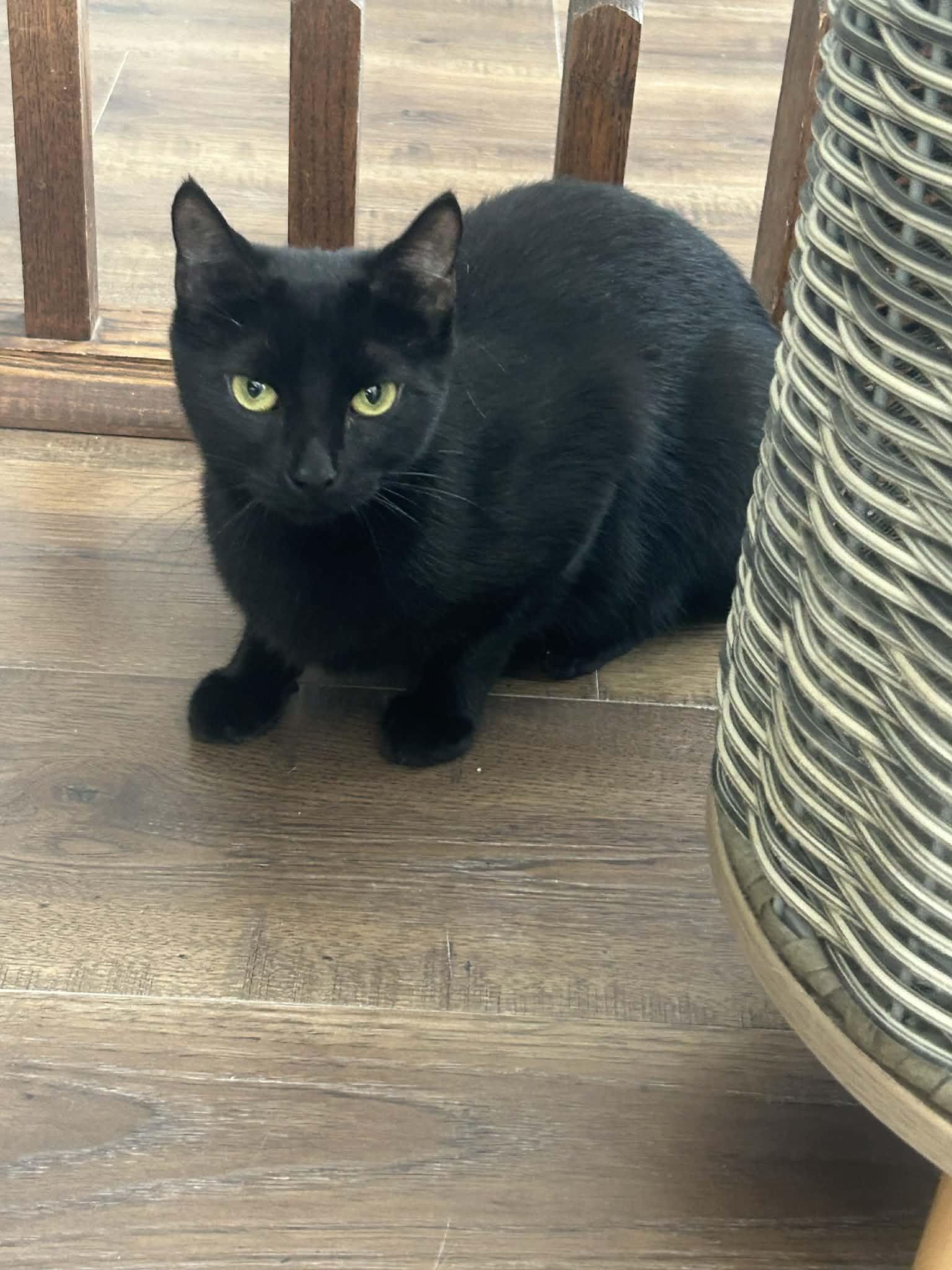 Raven, a Adoptable Domestic Short Hair in Gettysburg, PA image 3/3