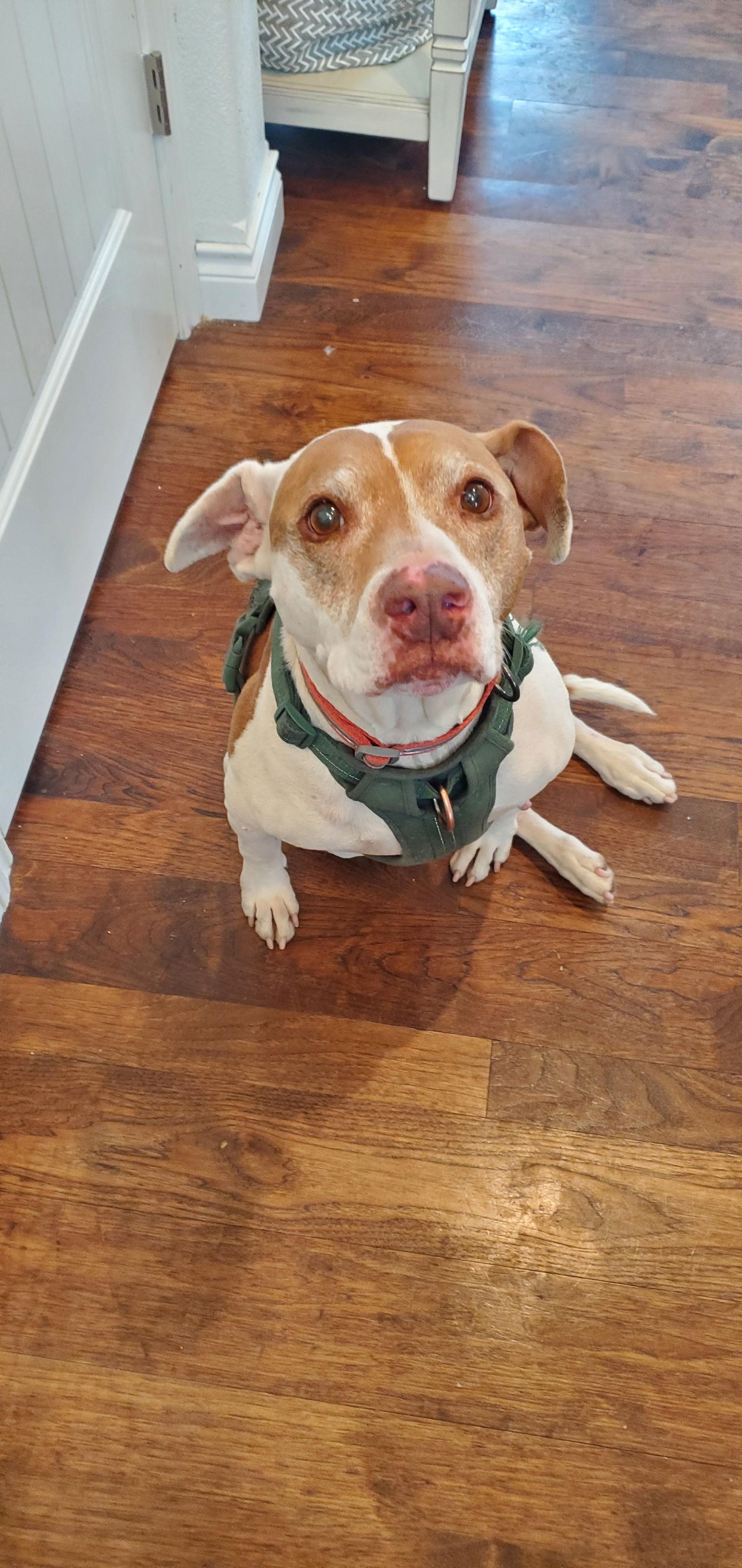 Bentley, Adoptable, Senior Male Pit Bull Terrier.