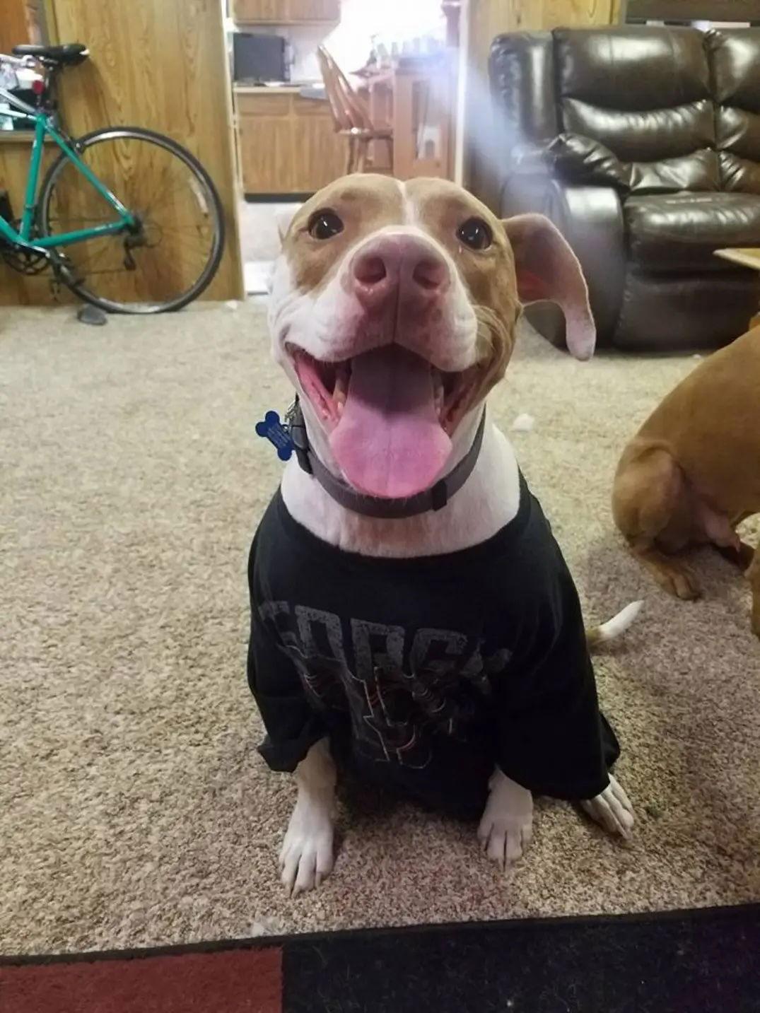 Bentley, a Adoptable Pit Bull Terrier in Fort Collins, CO image 2/3