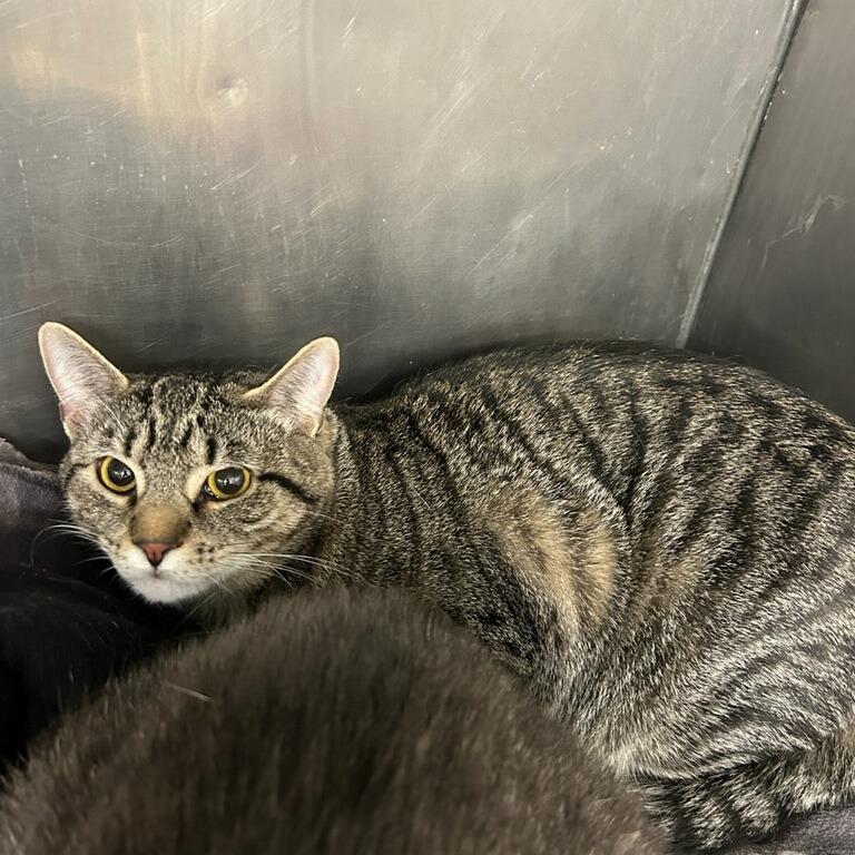 Briar, Adoptable, Young Female Domestic Short Hair.