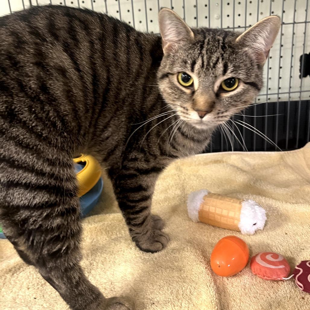 Enlarge Briar, a Adoptable Domestic Short Hair in Waldorf, MD image 2/3
