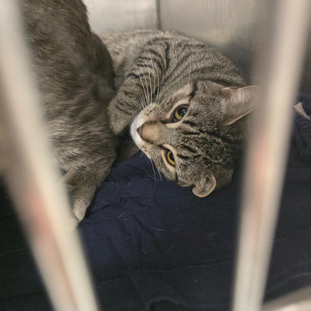 Enlarge Briar, a Adoptable Domestic Short Hair in Waldorf, MD image 3/3