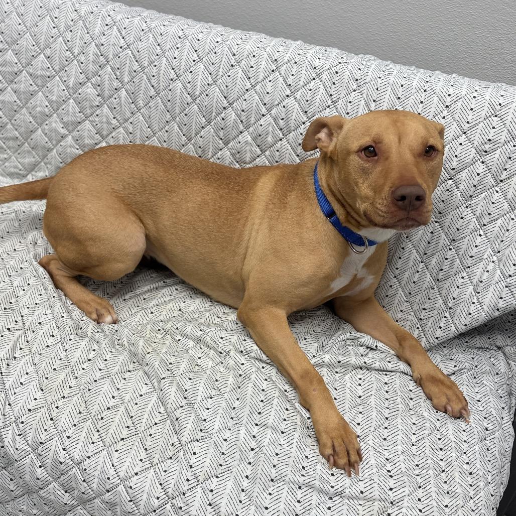 Enlarge Cutie, a ADOPTABLE Mixed Breed in Monticello, IA image 4/6