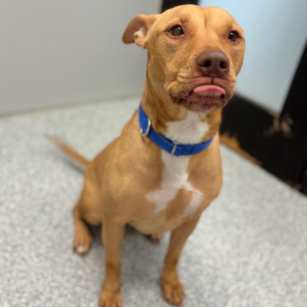 Enlarge Cutie, a ADOPTABLE Mixed Breed in Monticello, IA image 6/6