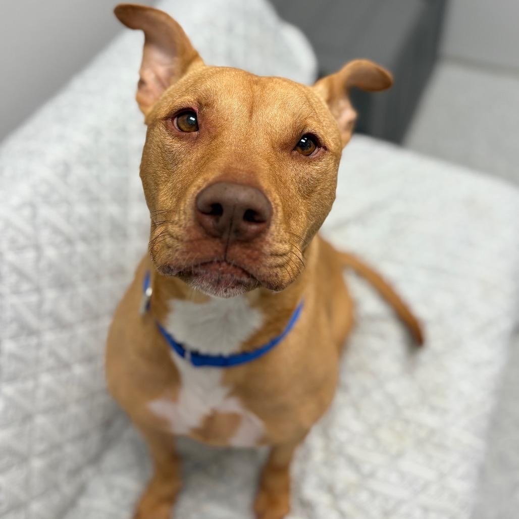 Enlarge Cutie, a ADOPTABLE Mixed Breed in Monticello, IA image 3/6