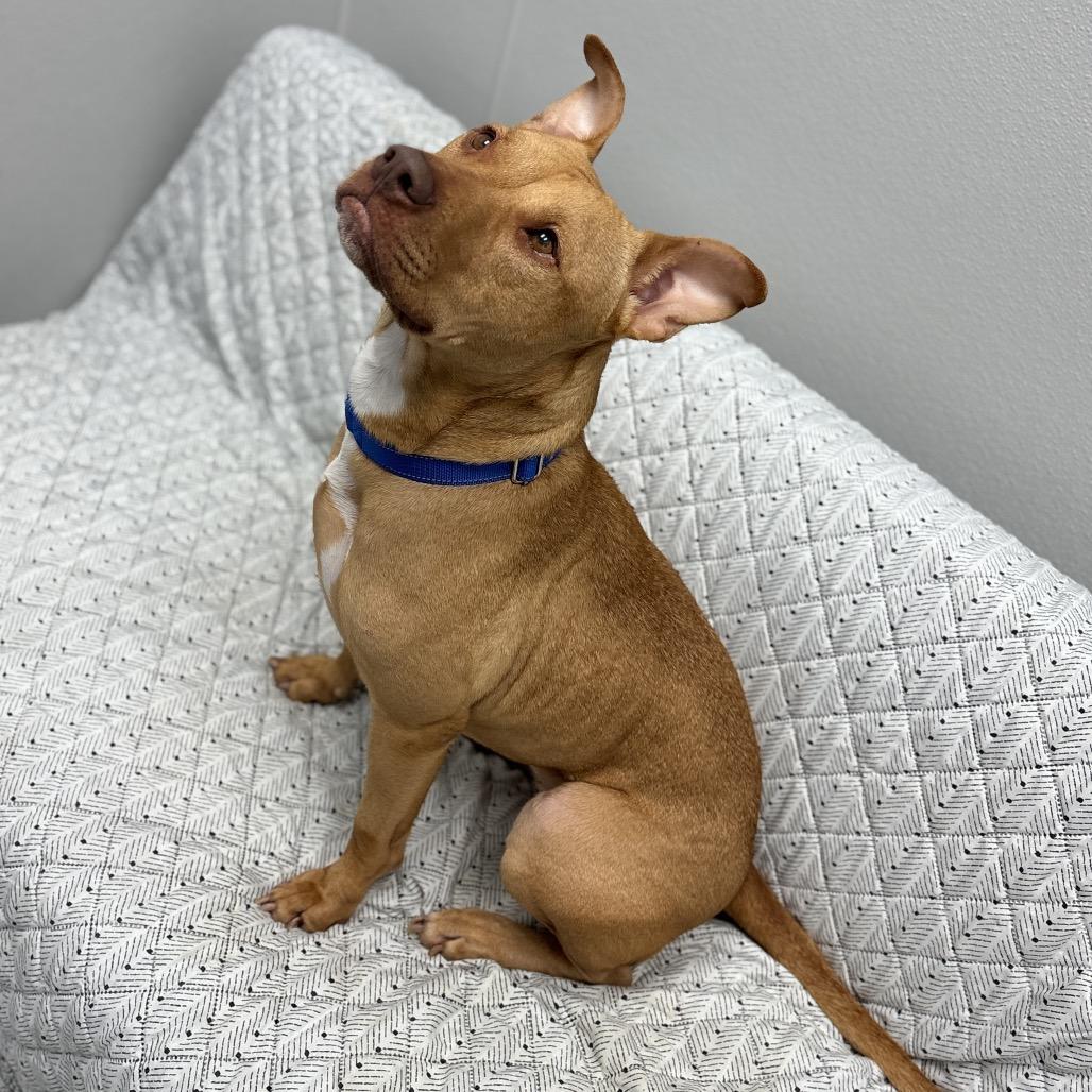 Enlarge Cutie, a ADOPTABLE Mixed Breed in Monticello, IA image 2/6