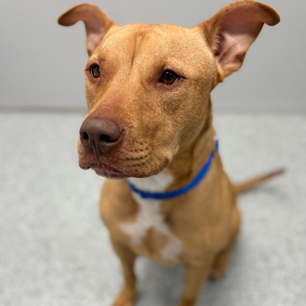 Enlarge Cutie, a ADOPTABLE Mixed Breed in Monticello, IA image 5/6