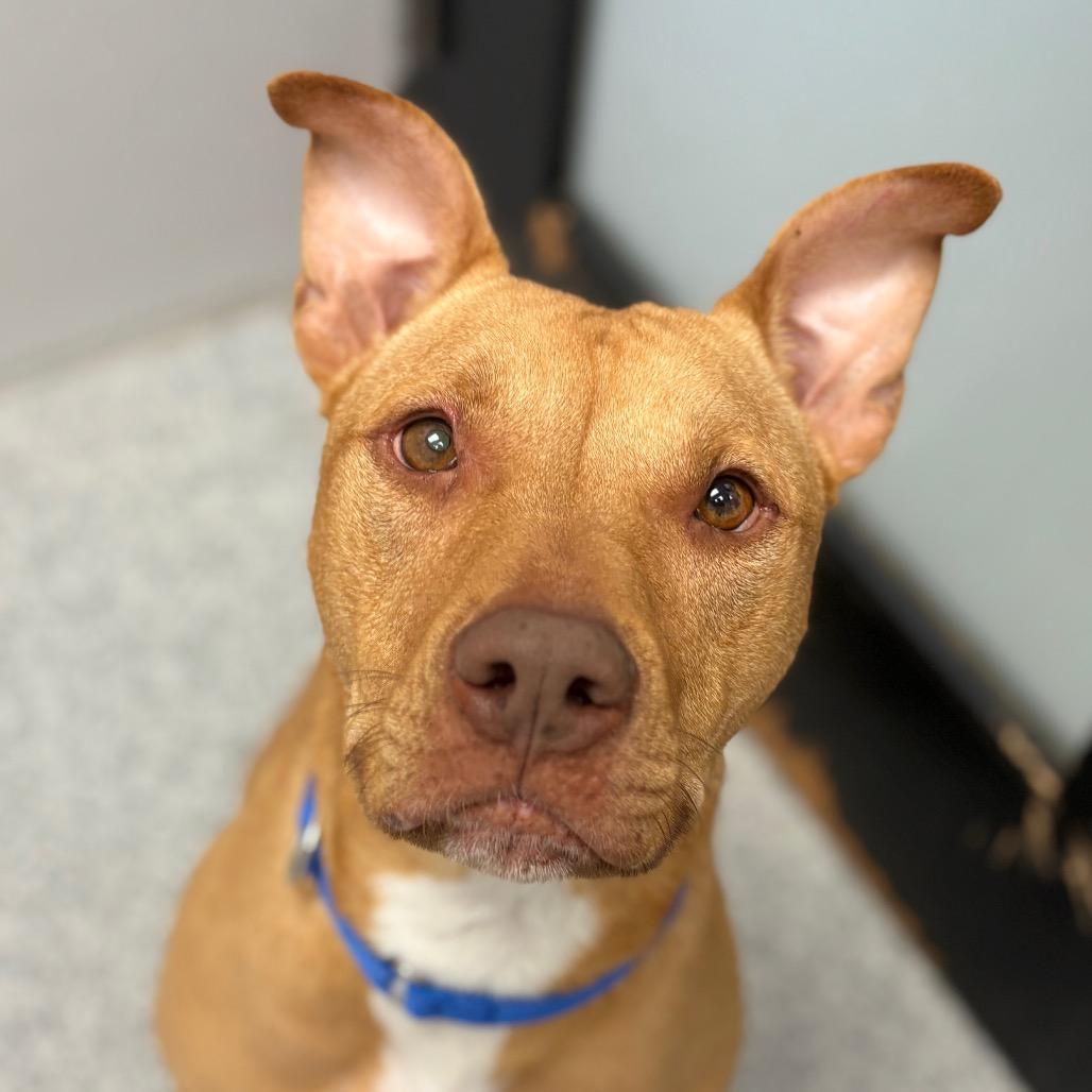 Enlarge Cutie, a ADOPTABLE Mixed Breed in Monticello, IA image 1/6