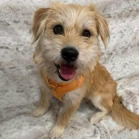Theo, Adoptable, Young Male Terrier & Mixed Breed.