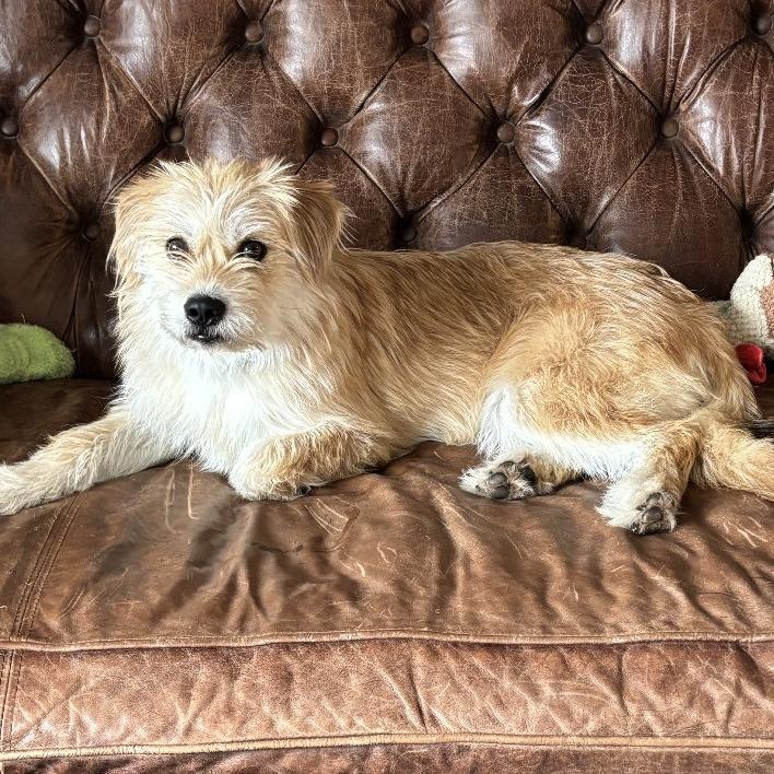 Enlarge Theo, a Adoptable mixed breed in Alma, WI image 2/6