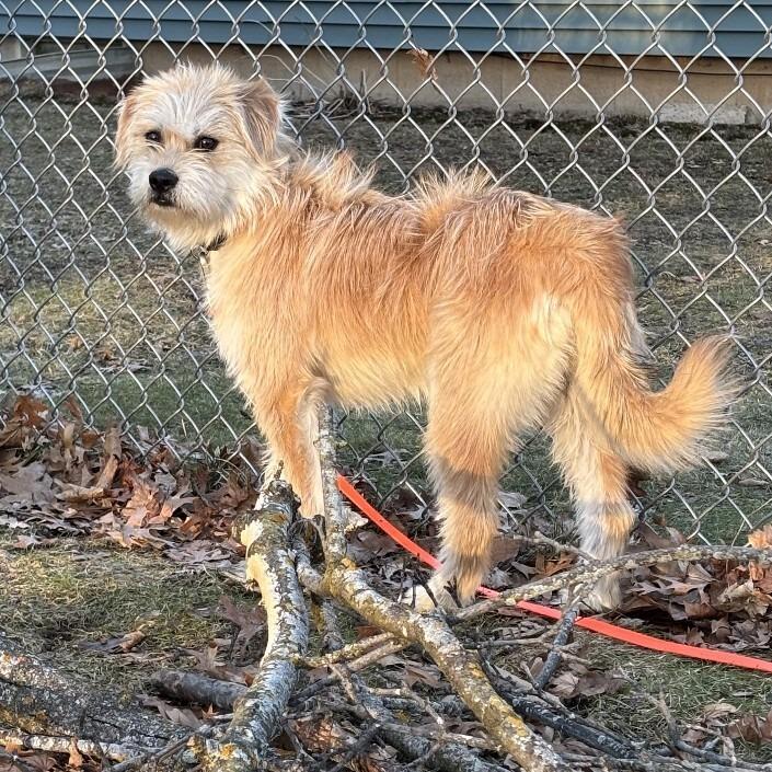 Enlarge Theo, a Adoptable mixed breed in Alma, WI image 3/6