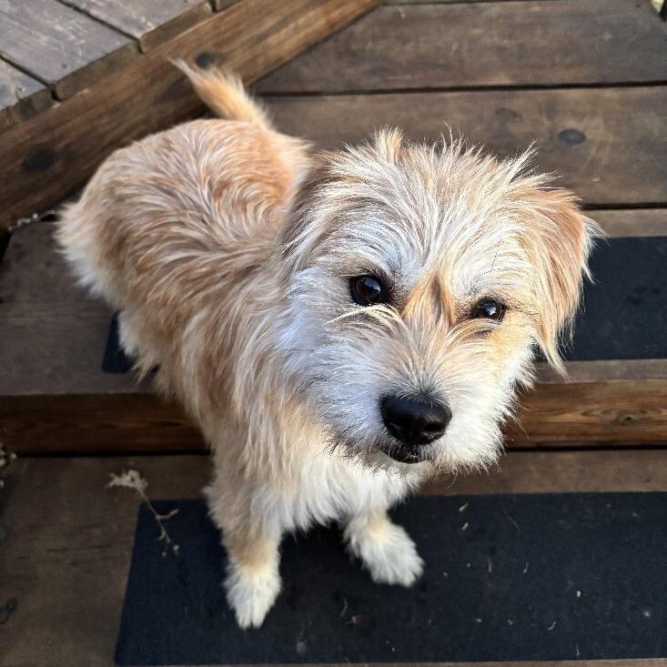 Enlarge Theo, a Adoptable mixed breed in Alma, WI image 4/6