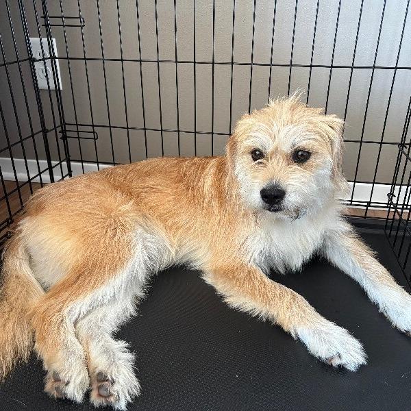 Enlarge Theo, a Adoptable mixed breed in Alma, WI image 6/6