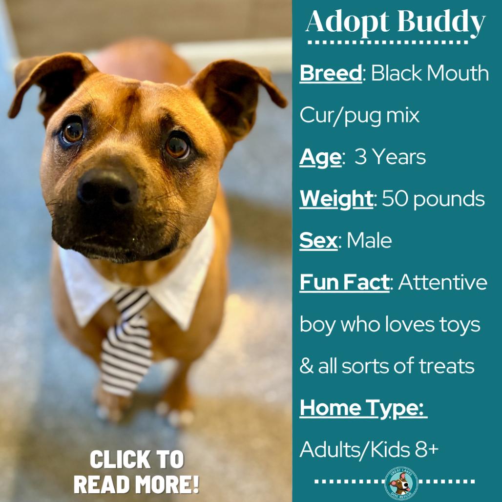 Buddy, Adoptable, Adult Male Black Mouth Cur & Pug.