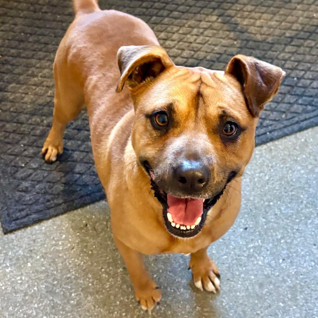 Enlarge Buddy, a Adoptable mixed breed in Metamora, MI image 2/6