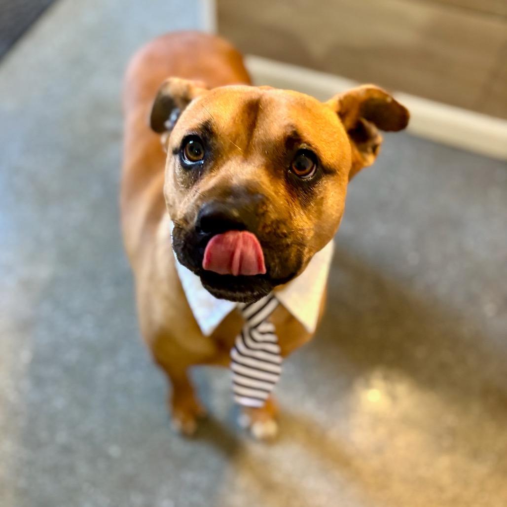 Enlarge Buddy, a Adoptable mixed breed in Metamora, MI image 3/6