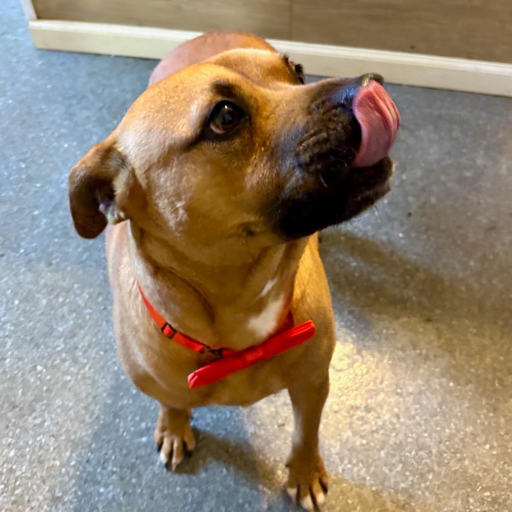 Enlarge Buddy, a Adoptable mixed breed in Metamora, MI image 5/6