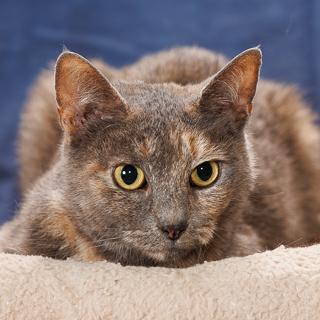 Kitana, a Adoptable Domestic Short Hair in Chesapeake, VA image 2/3