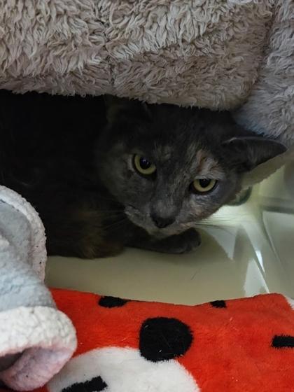 Kitana, a Adoptable Domestic Short Hair in Chesapeake, VA image 3/3