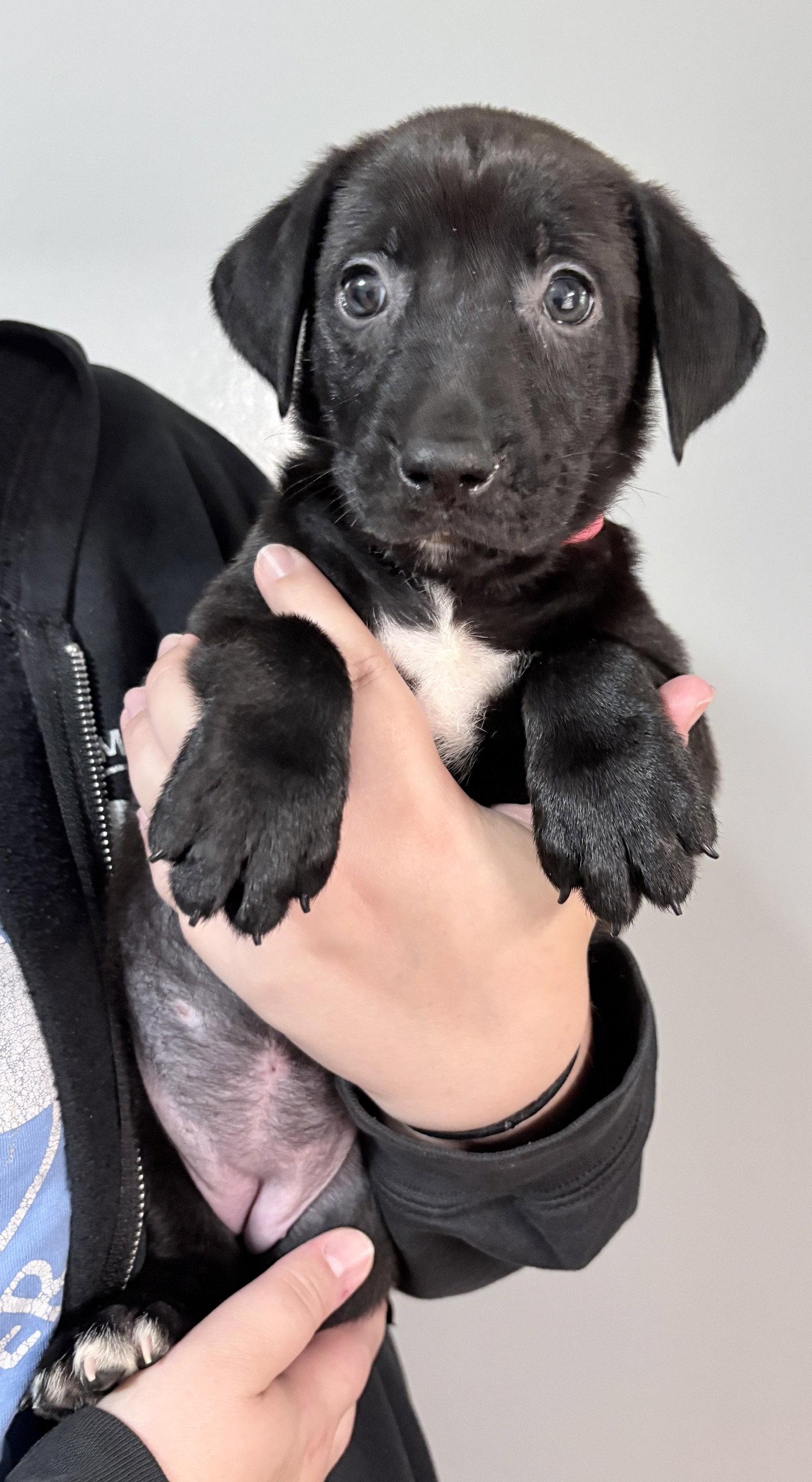 Avery, Adoptable, Puppy Female Pit Bull Terrier & Shepherd.